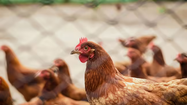 chickens