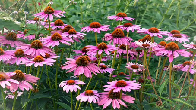 Coneflowers