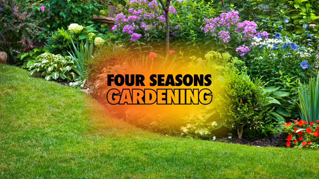 A landscaped bed filled with flowers, foliage, and shrubs next to a manicured green lawn.