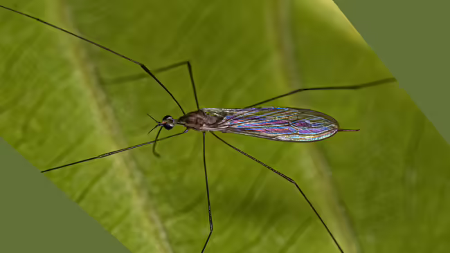 image of an insect with green triangles in the corners