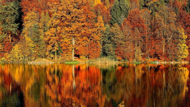 Fall Trees bordering lake 