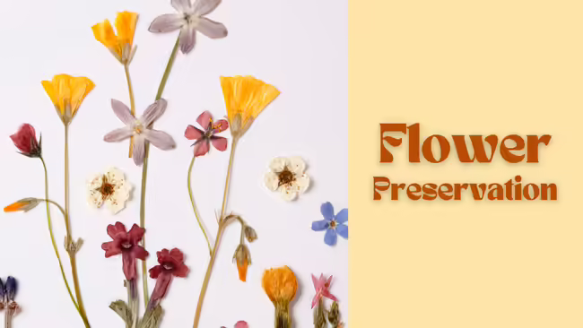 dried flowers on a white background