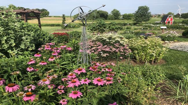 Coneflowers at the ISU Hort Center