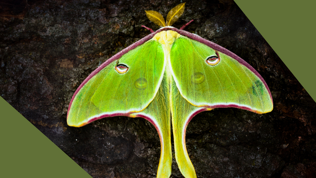 image of a green moth with green triangles in the corners