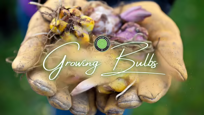 Growing Bulbs, bulbs placed landscaping gloved hands