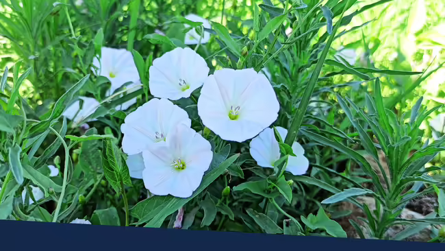 Field Bindweed