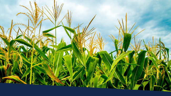 Corn stalks in a field.