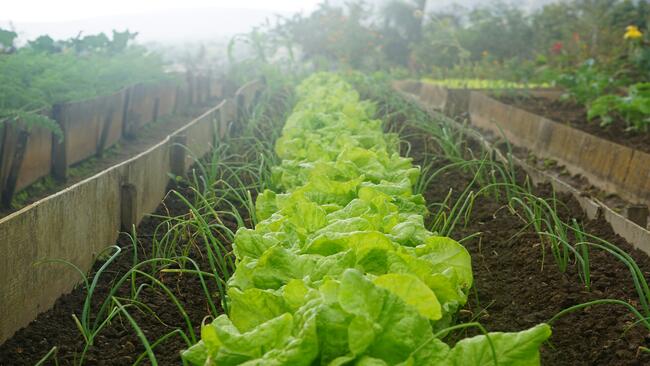 row of lettuce growing 