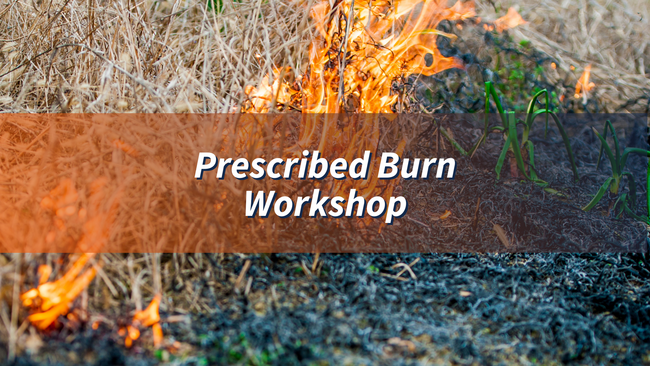 close up photo of dried grasses burning