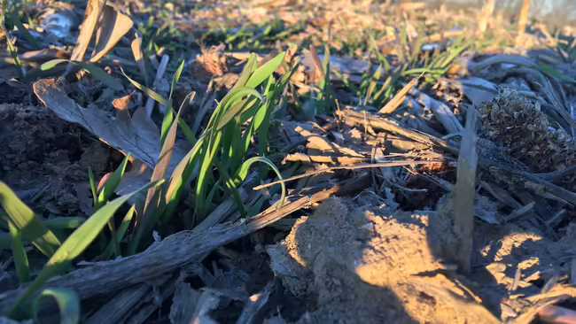 A cover crop field.