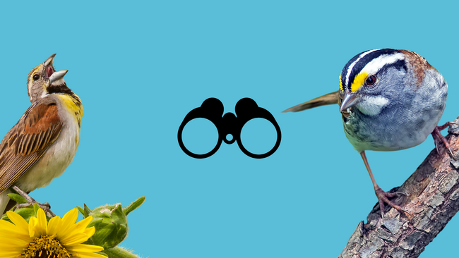 Images of a bird sitting on a tree branch and a bird sitting on a sunflower with a graphic of binoculars.