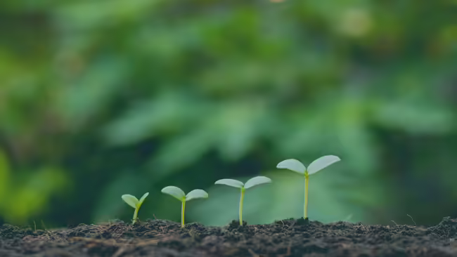 Sprouts growing out of the ground