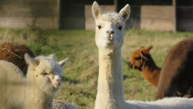 white alpaca with grass in mouth