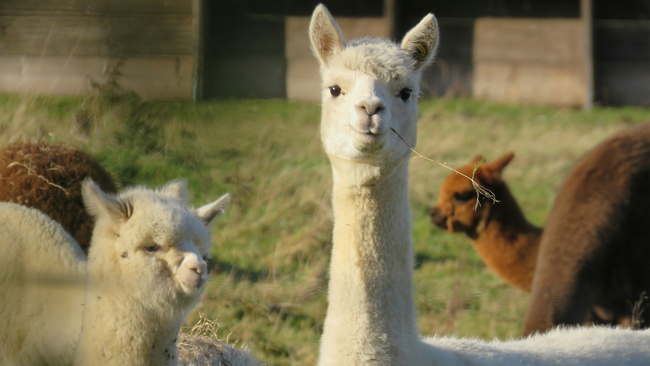 white alpaca with grass in mouth 