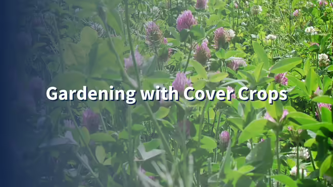native clover in bloom