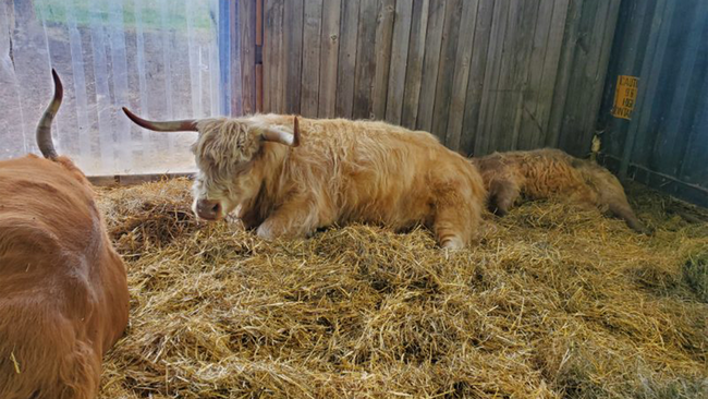 white cow with horns lying in hay