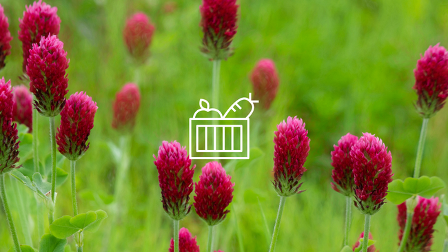 Crimson clover in a field.