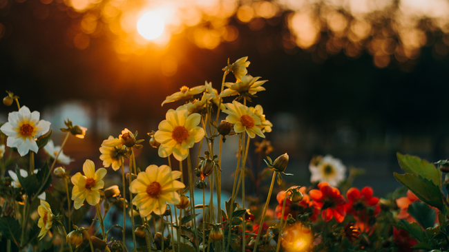 A group of yellow, white, and red flowers stand in front of a sunset behind them.