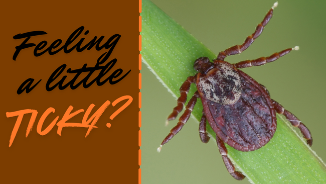 tick on blade of grass