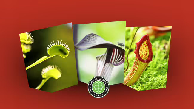 Carnivorous Plants, Venus fly trap and other plants pictured