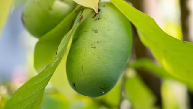 Pawpaw hanging on a branch