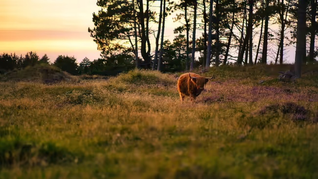 highland cow in pasture with flowers and trees
