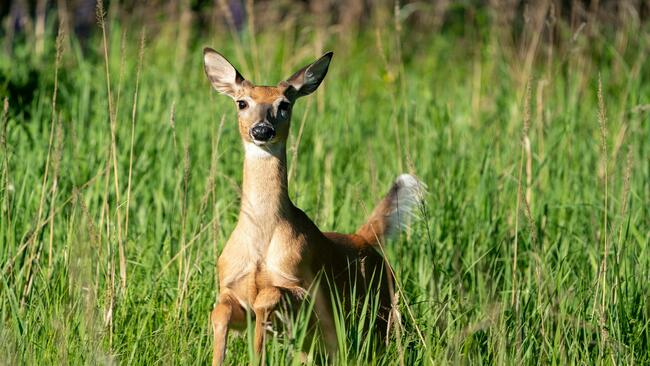 White tailed deer in tall grass