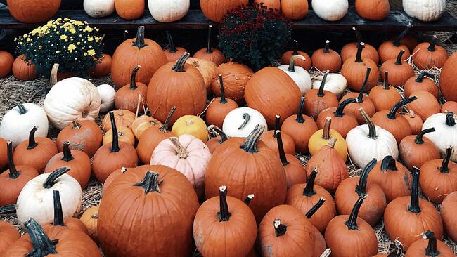 pumpkin unsplash