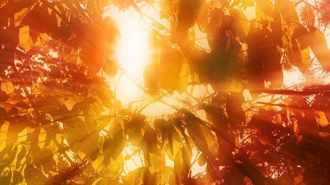 Sun shining through autumn leaves