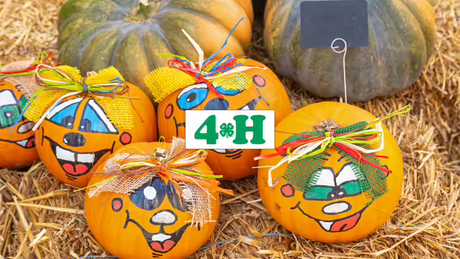 A variety of decorated pumpkins.