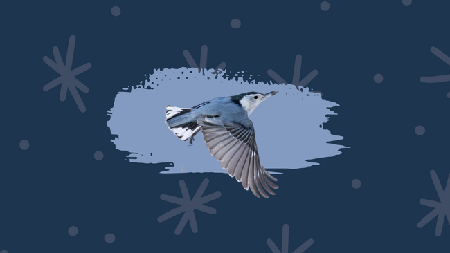 Image of a blue colored bird flying with a light blue shape behind it and graphics of snowflakes