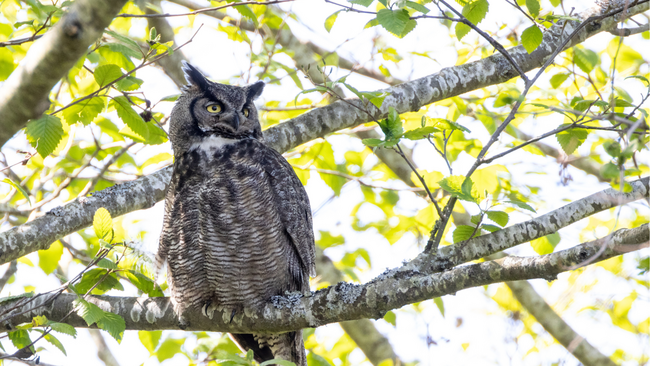 Great horned owl perched in tree during day