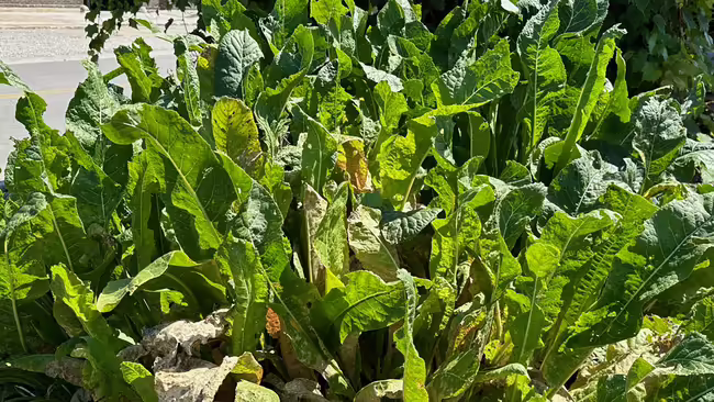 horseradish plant