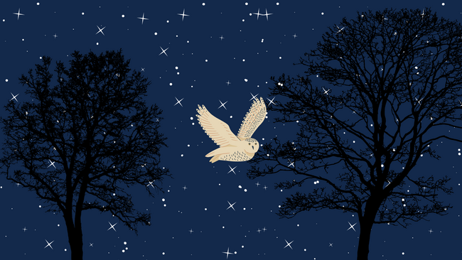 Graphic of an owl flying past dark trees with stars in the background.