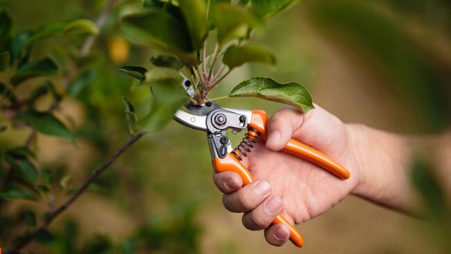 Gardener pruning shears on nature background close up