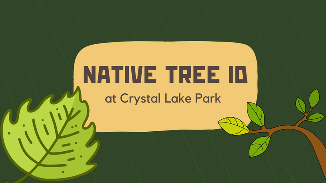 Native Tree ID at Crystal Lake Park