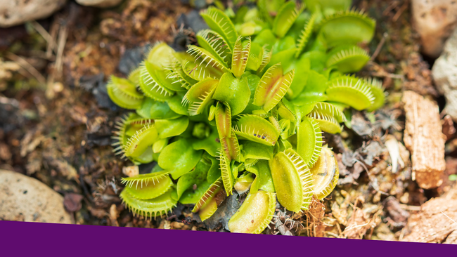 A Venus flytrap plant growing in the ground.