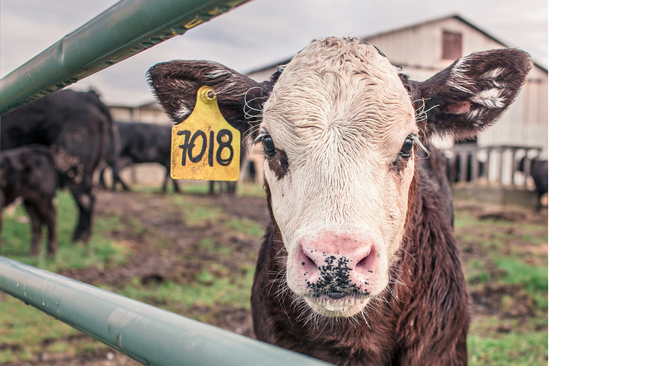 Cow in a field.