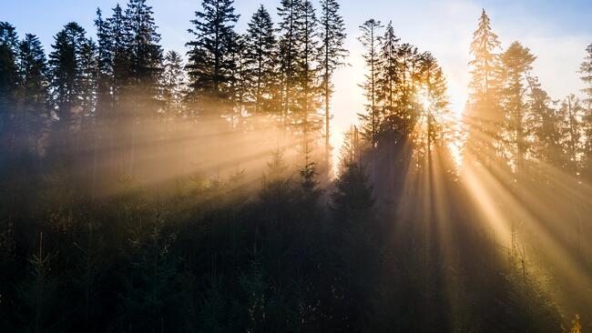 landscape with sun shining through tress