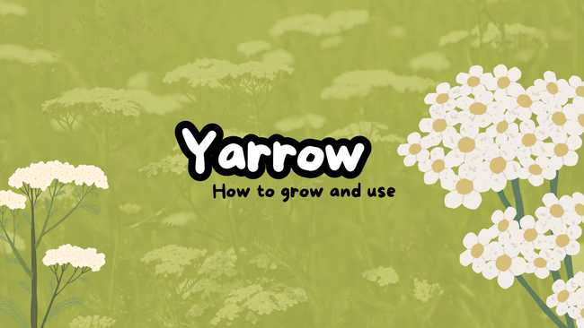 Yarrow How to grow and use