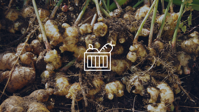 Image of ginger in the ground with a graphic of a produce basket.