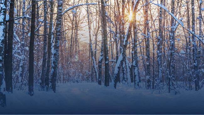 forest covered in snow