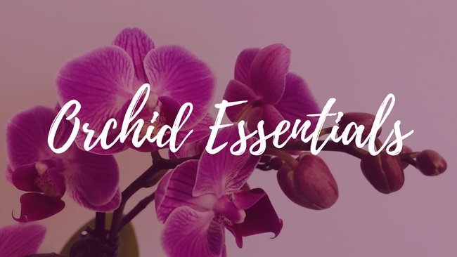 Orchid Essentials