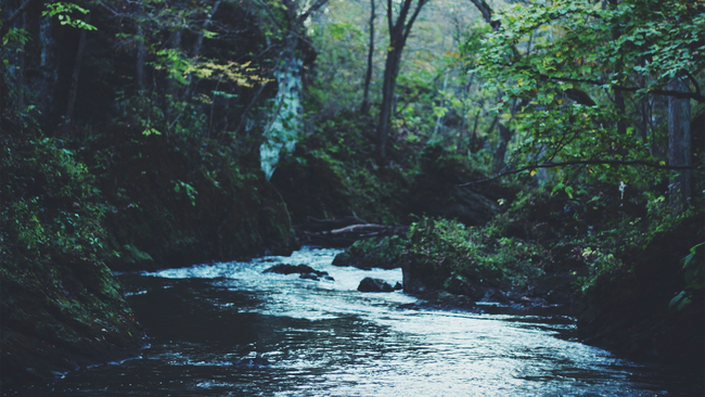 creek running through rocks and green trees