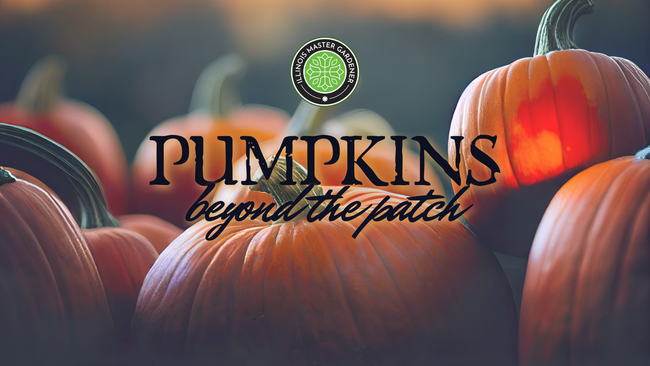 Pumpkins beyond the patch, pumpkins pictured with text overlay