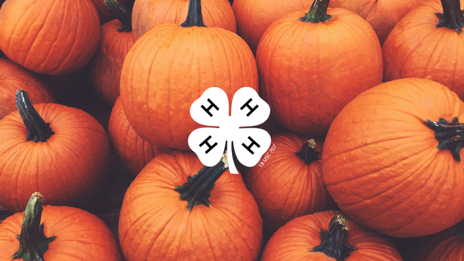 Orange pumpkins stacked on top of each other. White 4-H clover in middle of image.