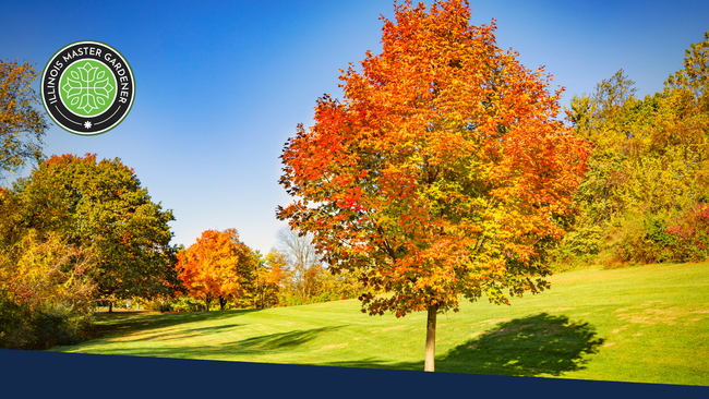 Trees in a yard with their leaves turning orange and yellow.