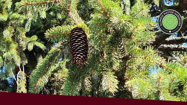 A spruce tree with pinecones.