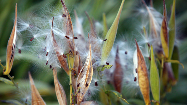 Milkweed seeds on plant