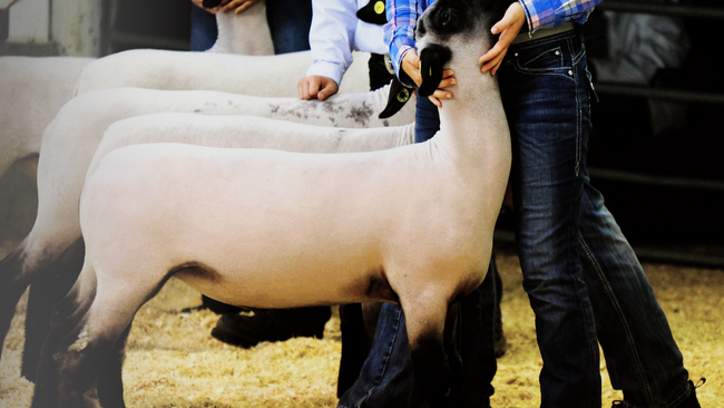 Youth holding livestock.